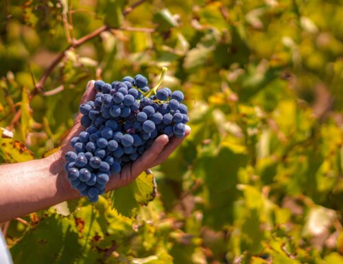 Ocm vino 2024-25, ecco il bando. Sammartino: Risorse per innovare